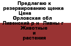 Предлагаю к резервированию щенка › Цена ­ 20 000 - Орловская обл., Ливенский р-н, Ливны г. Животные и растения » Собаки   . Орловская обл.